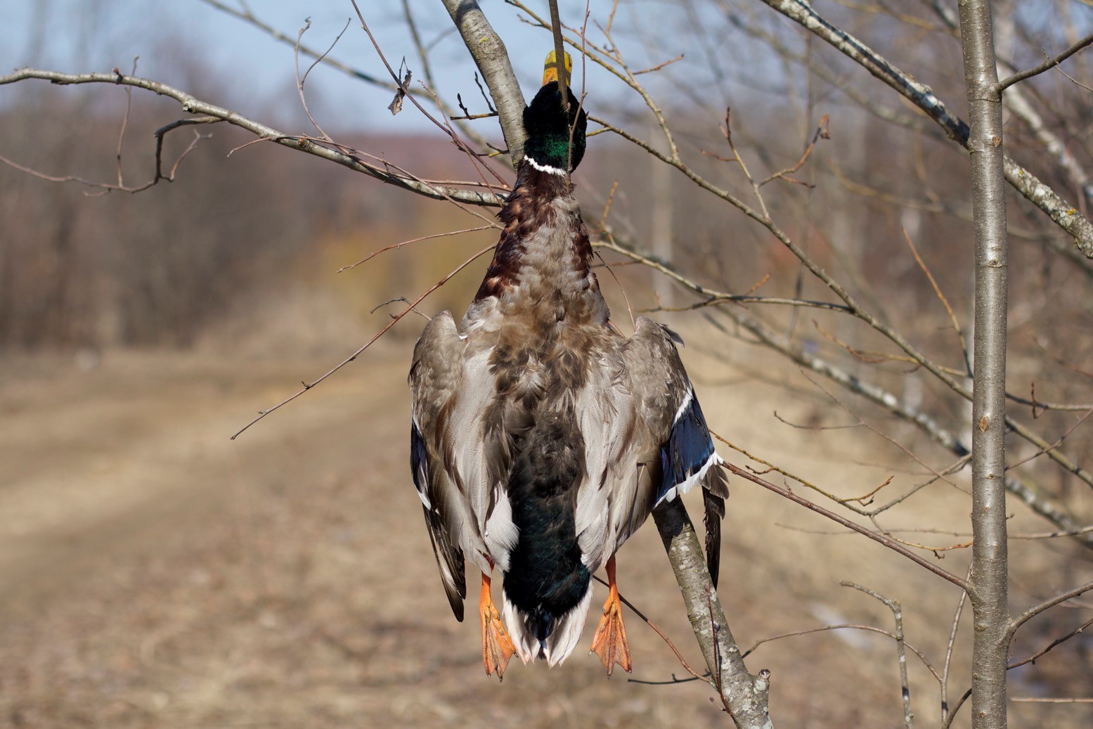 Первый трофей сезона 2015 - селезень
